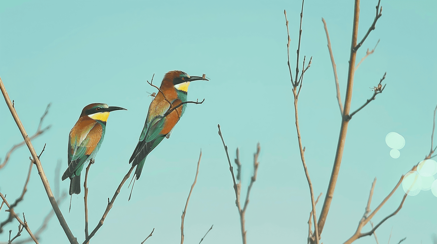 Deux guêpiers posés sur des branches sous un ciel bleu
