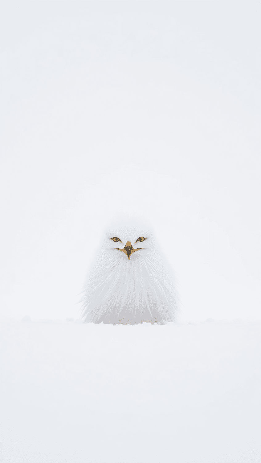 Rapace au plumage blanc sur un fond enneigé